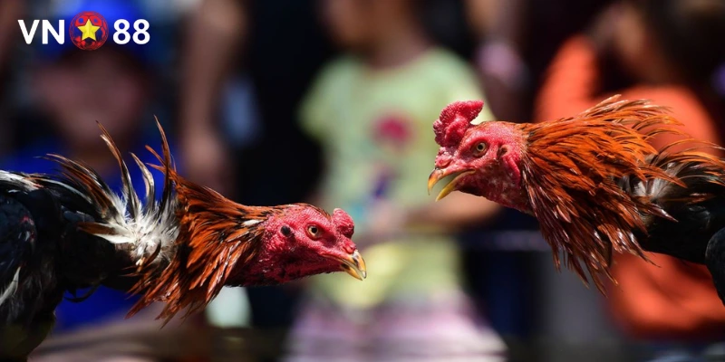 Các yếu tố quyết định chiến thắng trong đá gà nòi