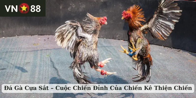 đá gà cựa sắt