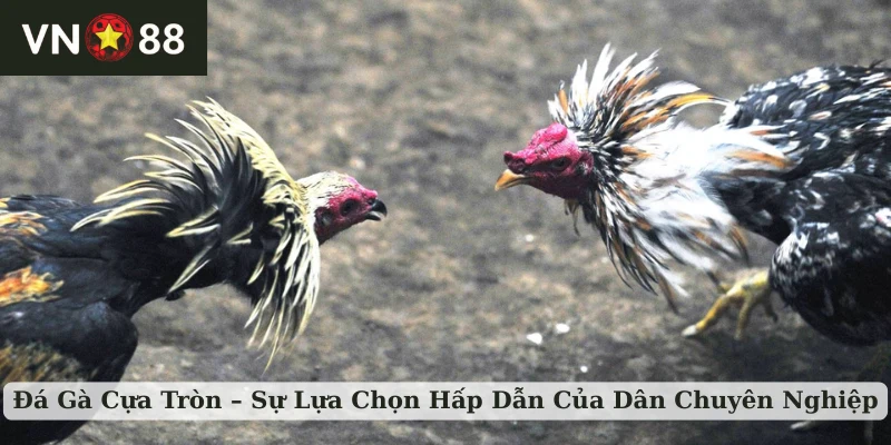 đá gà cựa tròn