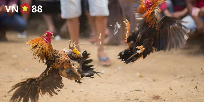 Lý do đá gà nòi lại hot