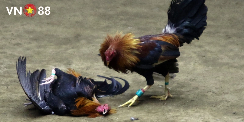 Quy trình chơi đá gà cựa sắt