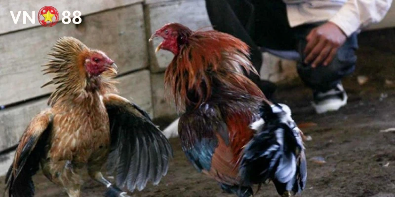 Sức hút của đá gà cựa sắt