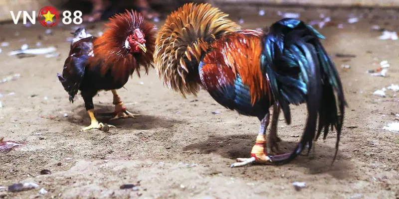 Tìm hiểu về đá gà cựa sắt