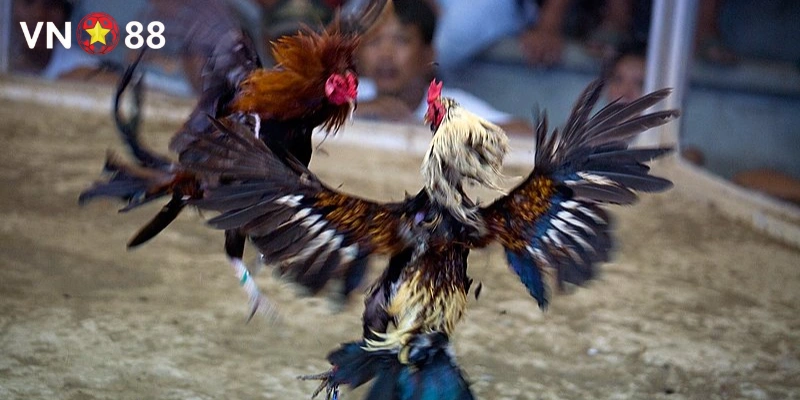 Tìm hiểu về đá gà nòi